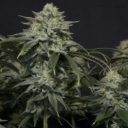 Gorilla Cookies Fast Flowering cannabis plants in bloom, grown from Feminized seeds – ideal for home cultivation from FastBuds Seeds