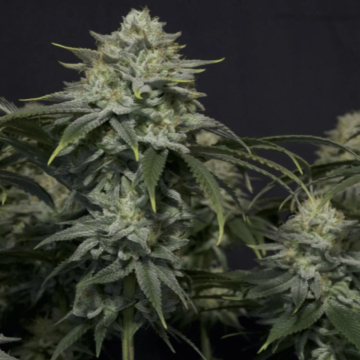 Gorilla Cookies Fast Flowering cannabis plants in bloom, grown from Feminised seeds – ideal for home cultivation from FastBuds Seeds