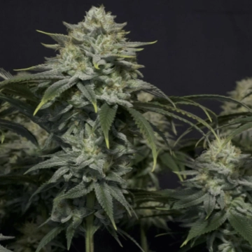Gorilla Cookies Fast Flowering cannabis plants in bloom, grown from Feminized seeds – ideal for home cultivation from FastBuds Seeds