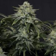 GG4 Sherbet Fast Flowering cannabis plants in bloom, grown from Feminised seeds – ideal for home cultivation from FastBuds Seeds