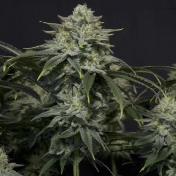 GG4 Sherbet Fast Flowering cannabis plants in bloom, grown from Feminized seeds – ideal for home cultivation from FastBuds Seeds