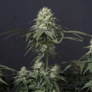 Tropicana Cookies Fast Flowering cannabis plants in bloom, grown from Feminized seeds – ideal for home cultivation from FastBuds Seeds