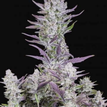 Buy Fastbuds Wedding Glue Auto