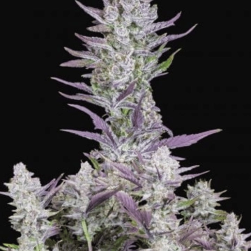 Wedding Glue Auto cannabis plants in bloom, grown from Automatic seeds – ideal for home cultivation from FastBuds Seeds