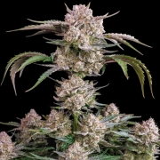 Strawberry Gorilla Auto cannabis plants in bloom, grown from Automatic seeds – ideal for home cultivation from FastBuds Seeds