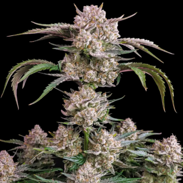 Buy Strawberry Gorilla Auto
