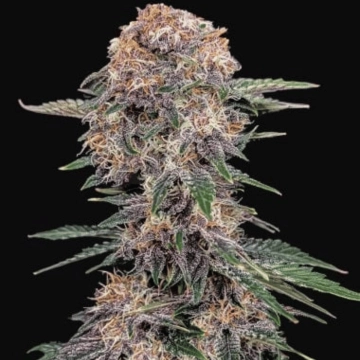 Cherry Cola Auto cannabis plants in bloom, grown from Automatic seeds – ideal for home cultivation from FastBuds Seeds