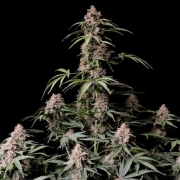 AMNESIA ZKITTLEZ cannabis plants in bloom, grown from Automatic seeds – ideal for home cultivation from FastBuds Seeds