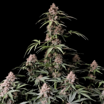 AMNESIA ZKITTLEZ cannabis plants in bloom, grown from Automatic seeds – ideal for home cultivation from FastBuds Seeds