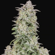 FORBIDDEN RUNTZ AUTO cannabis plants in bloom, grown from Automatic seeds – ideal for home cultivation from FastBuds Seeds