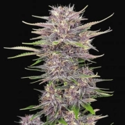 BANANA PURPLE PUNCH AUTO cannabis plants in bloom, grown from Automatic seeds – ideal for home cultivation from FastBuds Seeds