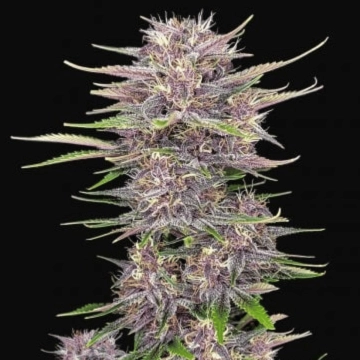 BANANA PURPLE PUNCH AUTO cannabis plants in bloom, grown from Automatic seeds – ideal for home cultivation from FastBuds Seeds