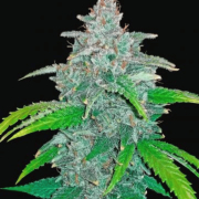 Blue Dream Auto Seeds