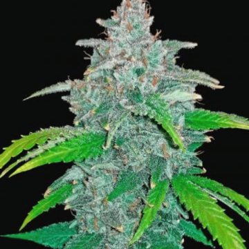 Blue Dream Auto Seeds