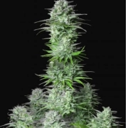 Kosher Cake Auto cannabis plants in bloom, grown from Automatic seeds – ideal for home cultivation from FastBuds Seeds