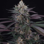 Perfect Tree Spritz cannabis plants in bloom, grown from Feminised seeds – ideal for home cultivation from Perfect Tree Seeds