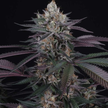 Perfect Tree Spritz cannabis plants in bloom, grown from Feminised seeds – ideal for home cultivation from Perfect Tree Seeds