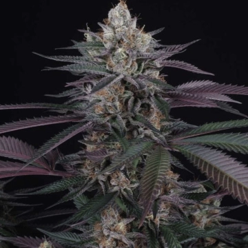 Perfect Tree Spritz cannabis plants in bloom, grown from Feminized seeds – ideal for home cultivation from Perfect Tree Seeds