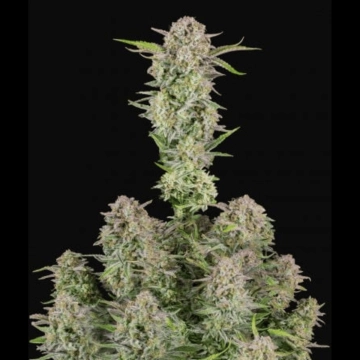 Bruce Banner Auto cannabis plants in bloom, grown from Automatic seeds – ideal for home cultivation from FastBuds Seeds