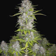 Orange Sherbert Auto