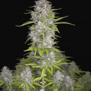 Orange Sherbet Auto cannabis plants in bloom, grown from Automatic seeds – ideal for home cultivation from FastBuds Seeds