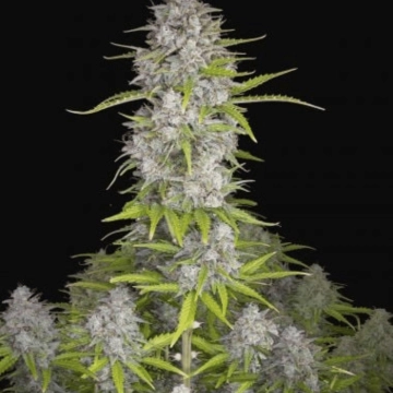 Orange Sherbet Auto cannabis plants in bloom, grown from Automatic seeds – ideal for home cultivation from FastBuds Seeds
