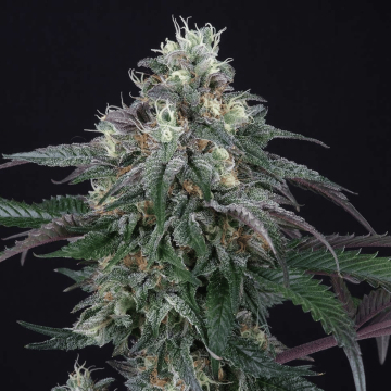 Lemon Curd cannabis plants in bloom, grown from Feminised seeds – ideal for home cultivation from Perfect Tree Seeds