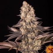 GELATO 45 cannabis plants in bloom, grown from Feminized seeds – ideal for home cultivation from Barneys Farm