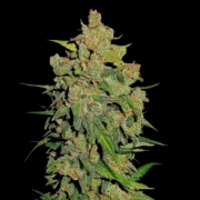 Lemon AK Auto cannabis plants in bloom, grown from Automatic seeds – ideal for home cultivation from FastBuds Seeds