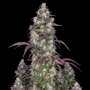 Lemon Pie Auto cannabis plants in bloom, grown from Automatic seeds – ideal for home cultivation from FastBuds Seeds