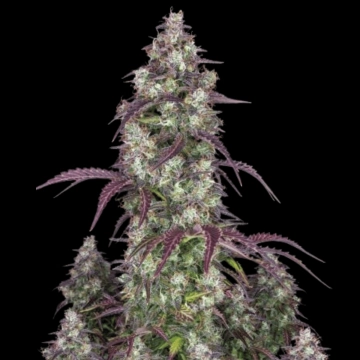 Lemon Pie Auto cannabis plants in bloom, grown from Automatic seeds – ideal for home cultivation from FastBuds Seeds