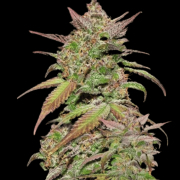 Fast Buds Smoothie Auto