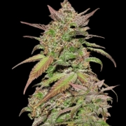 Smoothie Auto cannabis plants in bloom, grown from Automatic seeds – ideal for home cultivation from FastBuds Seeds