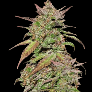 Fast Buds Smoothie Auto