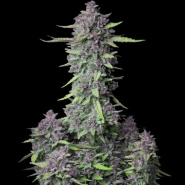 Purple Punch Auto cannabis plants in bloom, grown from Automatic seeds – ideal for home cultivation from FastBuds Seeds