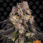 Girl Scout Cookies  cannabis plants in bloom, grown from Feminised seeds – ideal for home cultivation from Barneys Farm