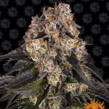Girl Scout Cookies  cannabis plants in bloom, grown from Feminized seeds – ideal for home cultivation from Barneys Farm