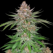 Strawberry Pie Auto cannabis plants in bloom, grown from Automatic seeds – ideal for home cultivation from FastBuds Seeds
