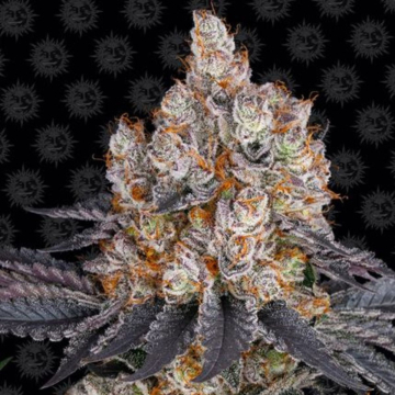 Barneys Farm Gelato Strain