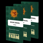 Sour Diesel cannabis plants in bloom, grown from Feminised seeds – ideal for home cultivation from Barneys Farm