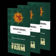 Sour Diesel cannabis plants in bloom, grown from Feminized seeds – ideal for home cultivation from Barneys Farm