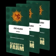 OG Kush cannabis plants in bloom, grown from Feminized seeds – ideal for home cultivation from Barneys Farm