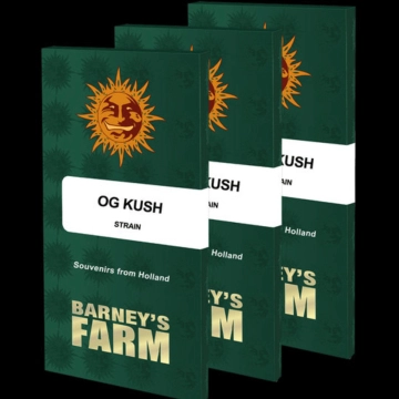OG Kush cannabis plants in bloom, grown from Feminized seeds – ideal for home cultivation from Barneys Farm