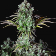 Big Bud Auto cannabis plants in bloom, grown from Automatic seeds – ideal for home cultivation from FastBuds Seeds