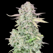Trainwreck Auto cannabis plants in bloom, grown from Automatic seeds – ideal for home cultivation from FastBuds Seeds