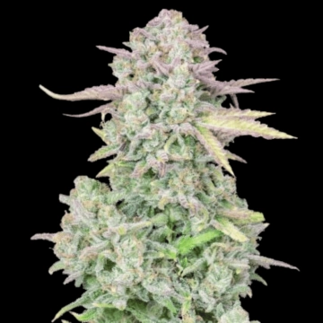 Trainwreck Auto cannabis plants in bloom, grown from Automatic seeds – ideal for home cultivation from FastBuds Seeds