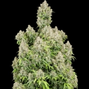 Cinderella Auto cannabis plants in bloom, grown from Automatic seeds – ideal for home cultivation from FastBuds Seeds