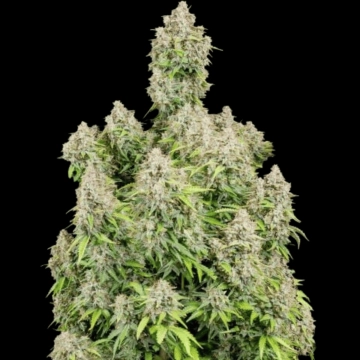 Cinderella Auto cannabis plants in bloom, grown from Automatic seeds – ideal for home cultivation from FastBuds Seeds