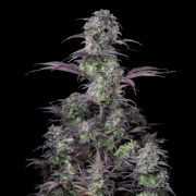 Blueberry Auto Fast Buds