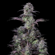 Blueberry Auto cannabis plants in bloom, grown from Automatic seeds – ideal for home cultivation from FastBuds Seeds